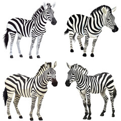 Fototapeta premium Zebra Danio in a vector style, isolated white background