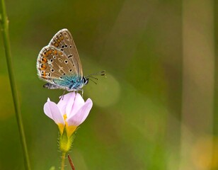 Obraz premium Close-up of butterfly on flower