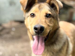 Dog with tongue sticking out. A dog in the countryside.