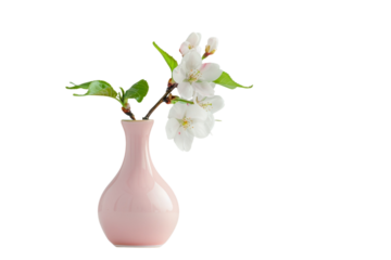 Delicate cherry blossom branch elegantly displayed in a soft pink vase against a neutral background at midday isolated on transparent background