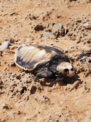 Dead sea turtle remains on coastal ground