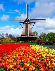 Dutch windmill amidst vibrant tulip fields