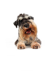 Front view of a dog lying down with open mouth and cute expression on a white background.