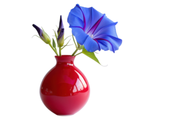 A vibrant blue morning glory flower blooming elegantly in a glossy red vase against a minimalistic white backdrop isolated on transparent background