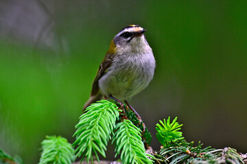 Sommergoldhähnchen // Common firecrest (Regulus ignicapilla / Regulus ignicapillus)