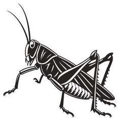 Fototapeta premium grasshopper isolated on white background