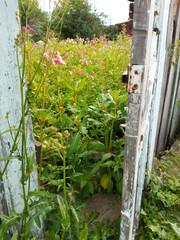 A slightly open wooden shabby gate. View of the yard overgrown with grass and wild flowers.