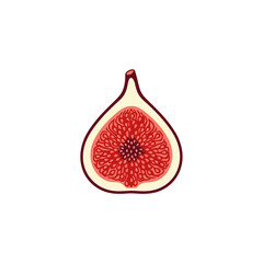 Cross-Section of a Fig Fruit with Seeds and Skin