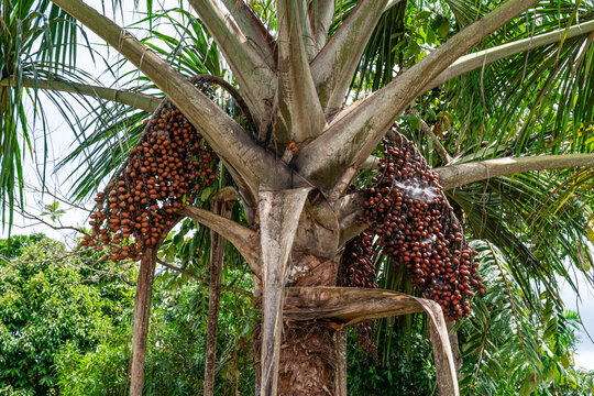 Nahaufnahme reifer Fr&uuml;chte einer Aguaje Palme in der tropischen Wildnis des Amazonas Regenwaldes in Peru