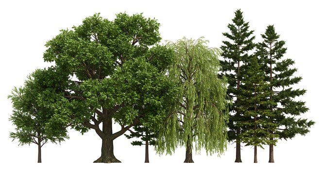 Forest Canopy, Digitally Rendered