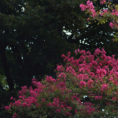 Close-up of Lagerstroemia indica tree pink flowers on a dark background. Lagerstroemia also called Crape myrtle in bloom in the garden