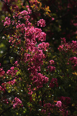 Fototapeta premium Close-up of Lagerstroemia indica tree pink flowers on a dark background. Lagerstroemia also called Crape myrtle in bloom in the garden