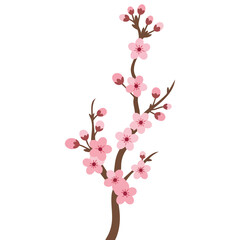 Vector illustration of pink cherry blossom branch sakura isolated on white background, flat style symbol of floral beauty, spring season, delicate flowers and traditional Japanese cultural design © Nass Studio