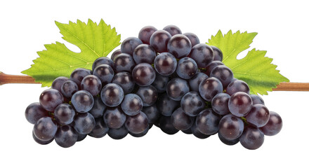 Fototapeta premium dark grapes delight a luscious cluster, natures sweet jewel
