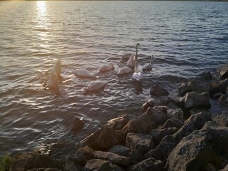 Photo of beautiful swans on a lake in the sunny afternoon