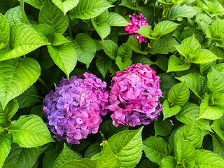 beautiful bright blooming purple hydrangea close-up on a bush in the garden