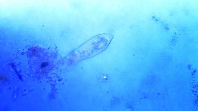 Micro organisms - Paramecium, microscope magnification