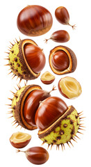 Close-up of shiny brown chestnuts with green spiky shells and peeled nuts isolated on white background, perfect for autumn or seasonal food projects