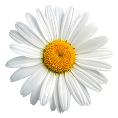 Vibrant Close-Up of a Single Daisy Flower