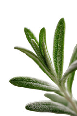 Closeup of Fresh Green Rosemary Sprig on Black Background