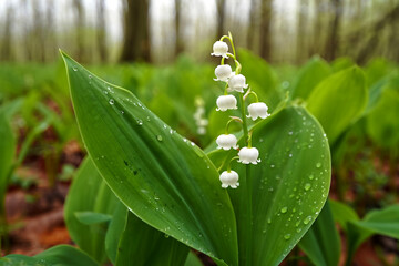 Obraz premium Lily of the Valley Flower in Misty Spring Forest Macro