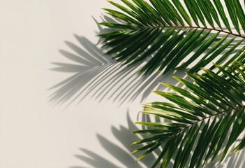 Fototapeta premium Palm leaves cast shadows on a light background
