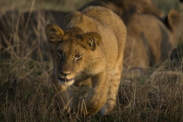 Naklejka premium Young Lion Prowling Through Grasslands