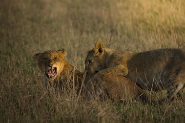 Lions in the savannah