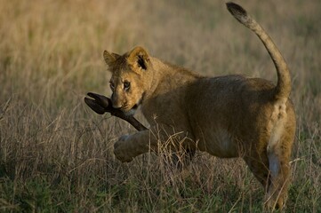 Lion cub in the savannah