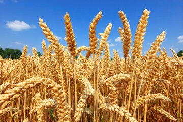 Fototapeta premium Golden wheat field under a vibrant blue sky (7)