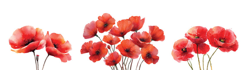 Set of red poppies watercolor. Wild flowers of red poppy with black center. Watercolor magical field and meadow flowers. Watercolor botany. Vector illustration.