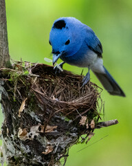 Male Black-naped Monarch (Hypothymis azurea) Feeding at Nest