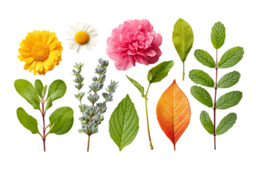 Collection of Flowers and Leaves with Vibrant Colors on Transparent Background