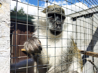 Monkey in an enclosure at a wildlife sanctuary during the day