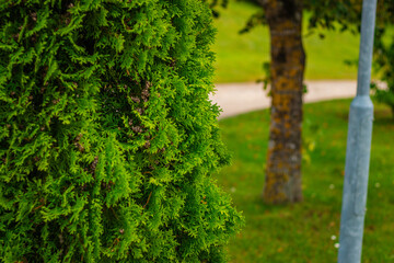 A vibrant close-up of an evergreen shrub, likely a type of Thuja or arborvitae, with its lush green foliage dominating the left side of the image.