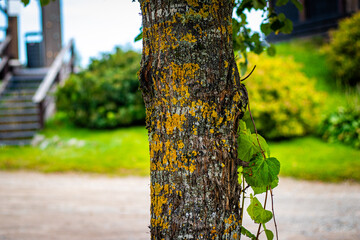 Close-up view of a tree trunk covered in yellow lichen, with a climbing vine wrapping around its bark. The background is softly blurred, showing green grass, leafy shrubs, and a wooden staircase.