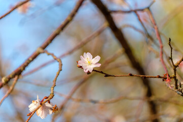Cherry blossom on tree branch with soft background in early spring