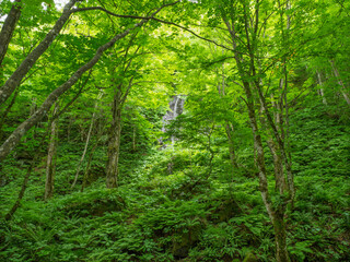 自然、風景、新緑、清流、緑、森林、水、観光地、日本、渓流、観光、初夏、川、森、滝、名所、夏、流れ、旅行、奥入瀬渓流、観光名所、青森、観光スポット、東北、青森県、緑色、奥入瀬、マイナスイオン、景色、旅、東北地方、景勝地、植物、渓谷、河川、苔、春、木、美しい、山、絶景、葉、林