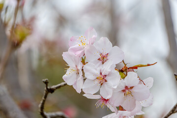 Cherry blossoms blooming in spring