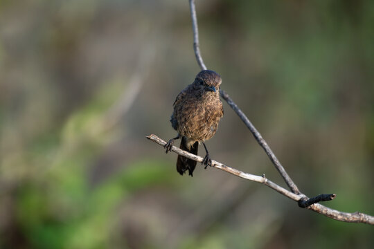 A small Pied bushchat bird perched on a thin branch against a blurred green natural background.