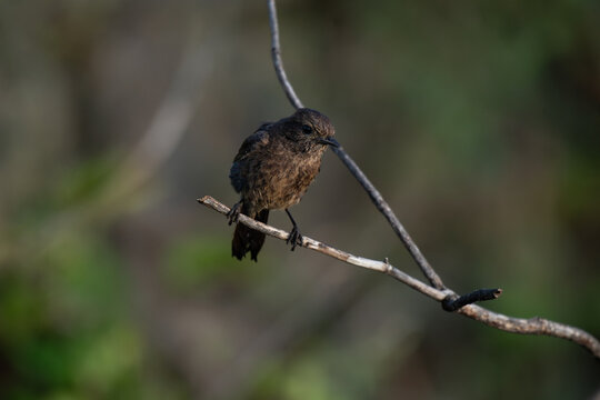 A small Pied bushchat bird perched on a thin branch against a blurred green natural background.