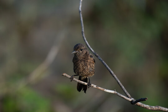 A small Pied bushchat bird perched on a thin branch against a blurred green natural background.