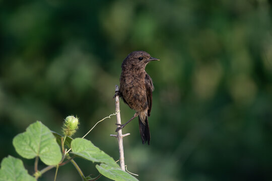 A small Pied bushchat bird perched on a thin branch against a blurred green natural background.