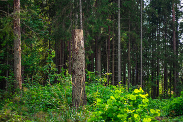 Fototapeta premium A weathered tree stump stands among thick greenery and tall evergreen trees in a quiet, sunlit forest environment.