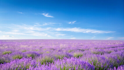 Obraz premium Vast Lavender Field Under a Bright Blue Sky with Wispy Clouds nature