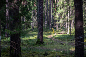 Shaded forest trail leading to an educational signpost surrounded by moss, pine trees, and peaceful natural woodland vegetation.