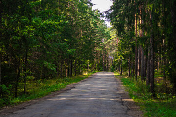 Fototapeta premium A quiet, paved road winds through a dense, sunlit forest with tall evergreen trees and lush summer greenery on both sides.