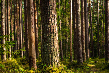 A sunlit pine forest filled with tall, straight tree trunks and a lush mossy floor, creating a...