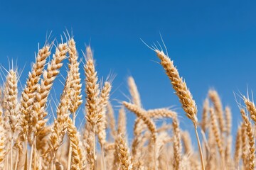Fototapeta premium Golden wheat heads against a vibrant blue sky (3)