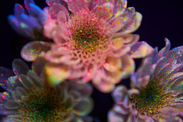 Clusters of flowers featuring vibrant colors and sparkling effects against a dark backdrop create a mesmerizing visual experience that highlights their natural beauty and detail